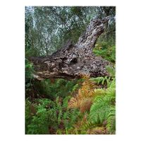 02_Ojos para Argónida_Algaída del Meloncillo_Capas