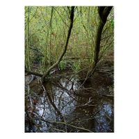 07_Ojos para Argónida_Arroyo de la Rocina_01_Capas