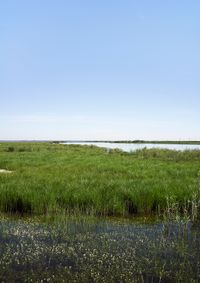 12_Ojos para Argónida_Caño de Guadiamar 03