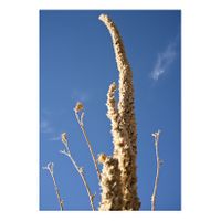 13_Piedras de adopción_Bajos del Tajo_Cardos_Capas