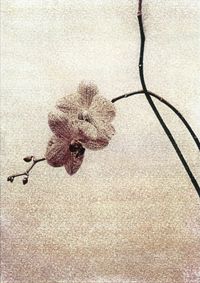 02_(2013_05_31) Orquídeas 01