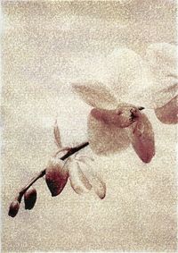 02_(2013_05_31) Orquídeas 02