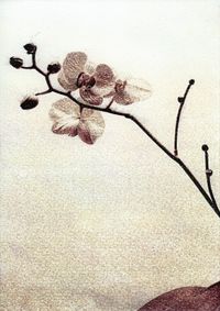 02_(2013_05_31) Orquídeas 03