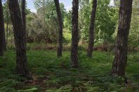 01_(2014_03_27) Doñana_La Rocina_Helechal 01