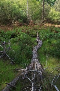 01_(2014_03_27) Doñana_La Rocina_Helechal 02