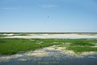 05_(2015_03_30) Doñana_Lucio del Lobo _DSF8075