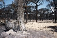 05_(2017_06_28) Doñana_Incendio_DSF6845