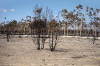 05_(2017_06_28) Doñana_Incendio_DSF6883