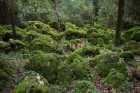 05_(2018_01_18) Sierra de Grazalema_Musgo