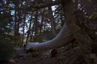 05_(2018_06_16) Sierra de las Nieves_Pinsapar